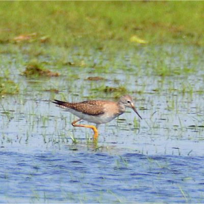 Greater Yellowlegs (4)